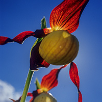  Obuwik pospolity (Cypripedium calceolus) 